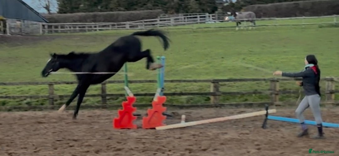 Irish Sports horses for sale: Stunning Irish Gelding  - Advert 6