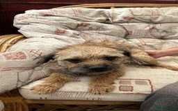 Border Terrier dogs for sale: MAIDEN BORDER TERRIER BITCH FOR SALE - Image 2