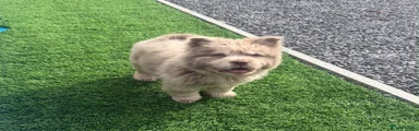 Rare lilac Merle male Chow Chow 6