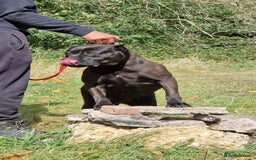 Presa Canario dogs for sale: Presa canario female - Image 7