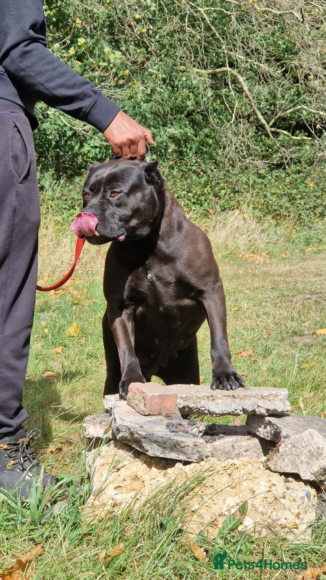 Presa Canario dogs for sale: Presa canario female - Image 7