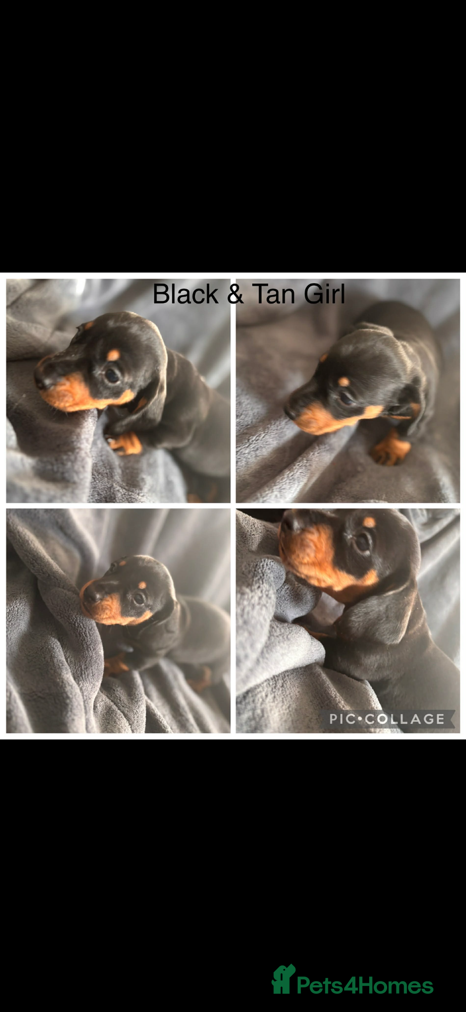 Miniature Dachshund dogs 2 Miniature Dachshund  - Advert 12