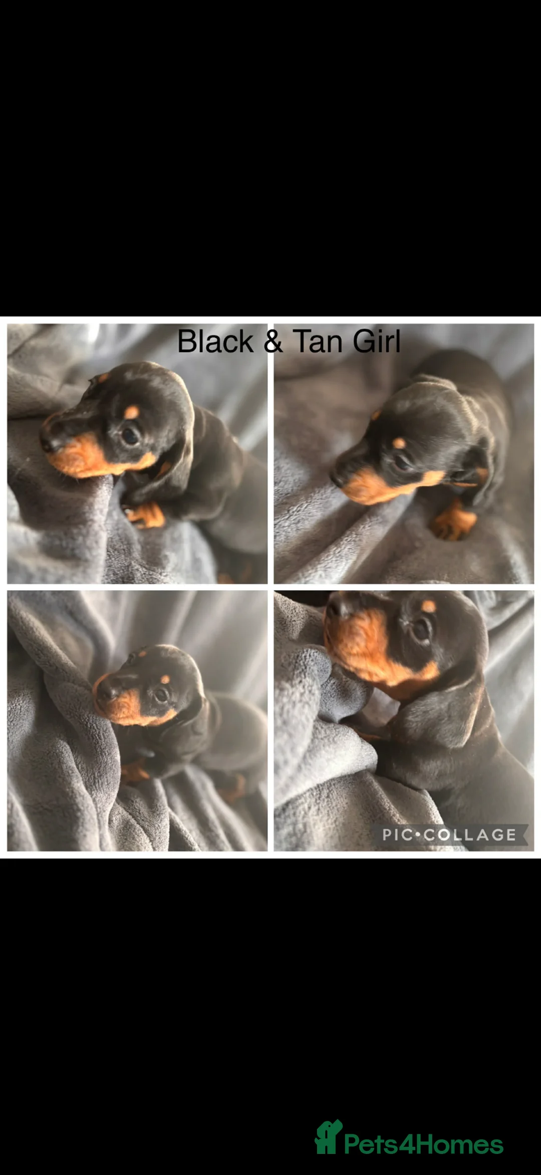 Miniature Dachshund dogs for sale: 2 Miniature Dachshund  - Advert 1