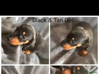 Miniature Dachshund dogs 2 Miniature Dachshund - Advert 12