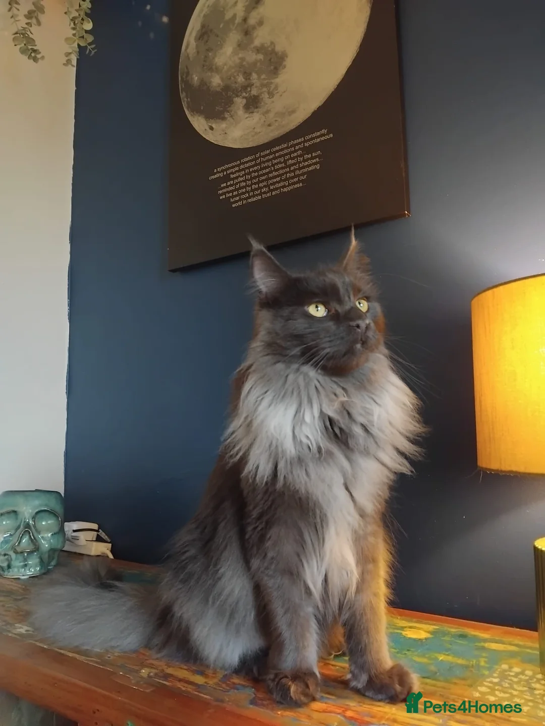Maine Coon cats for sale: Maine Coon - Advert 1