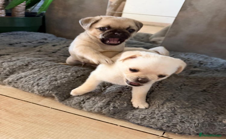 Pug dogs Pug x Pomeranian mixed breed Puppy 🐶 - Advert 4