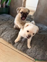 Pug dogs Pug x Pomeranian mixed breed Puppy 🐶 - Advert 8