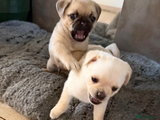 Pug dogs Pug x Pomeranian mixed breed Puppy 🐶 - Advert 5
