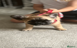 French Bulldog dogs for sale: French fluffy puppies 2Boys 2Girls READY TO LEAVE - Image 13