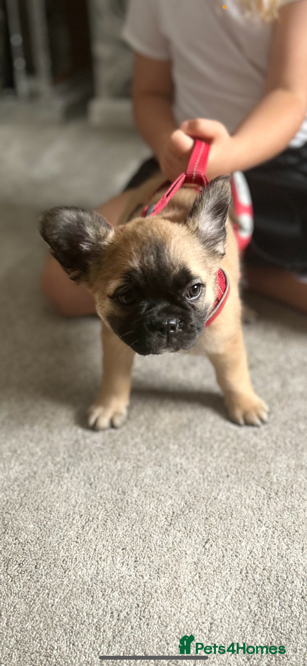 French Bulldog dogs for sale: French fluffy puppies 2Boys 2Girls READY TO LEAVE - Image 13
