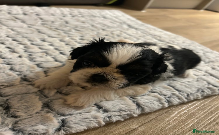 Shih Tzu dogs - Advert 12