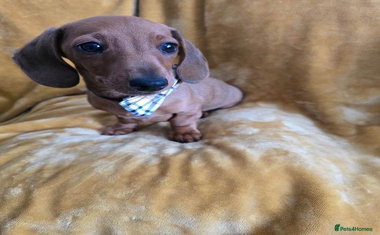 Dachshund dogs - Advert 9