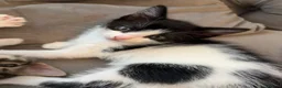 British Shorthair cats for sale: black and white tuxedo kitten🐱♥️ ready now♥️ - Advert 1