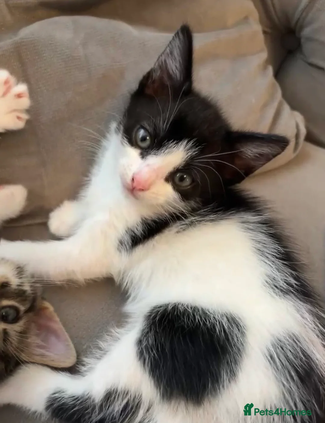 British Shorthair cats for sale: black and white tuxedo kitten🐱♥️ ready now♥️ - Advert 1