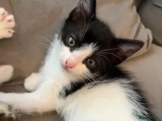 British Shorthair cats black and white tuxedo kitten 🐱♥️ - Advert 18