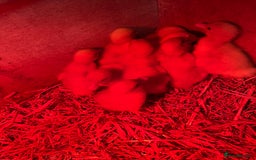 Ducks poultry for sale: Day old peaken ducks  - Image 1