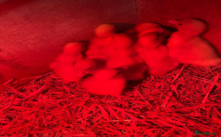 Ducks poultry - Advert 1