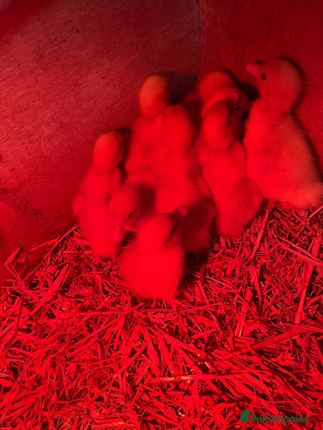 Ducks poultry for sale: Day old peaken ducks  - Image 1