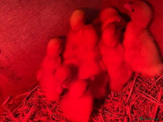 Ducks poultry - Advert 1