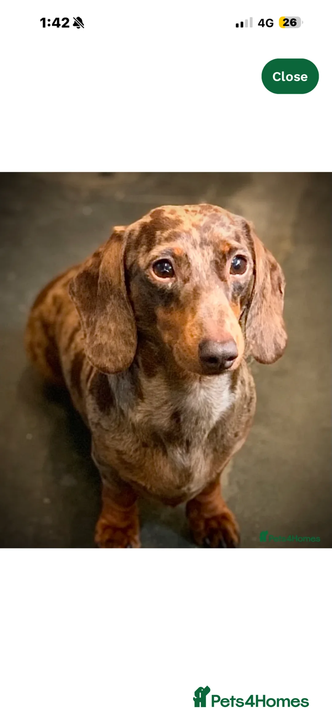 Miniature Dachshund dogs for stud: Pinot & teddy & Bronte  - Advert 2