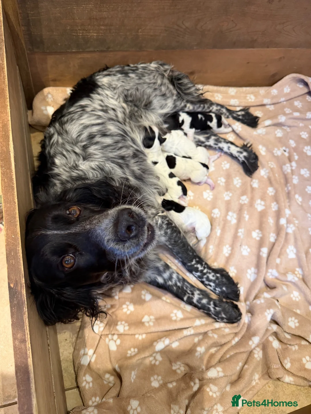 Cocker Spaniel dogs for sale: Gorgeous working cocker spaniel puppies - Advert 2