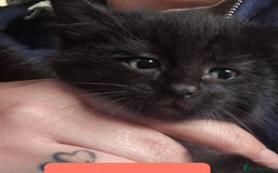 Domestic Shorthair cats for sale: 3 Black Kittens for sale (boy sold) - Image 10