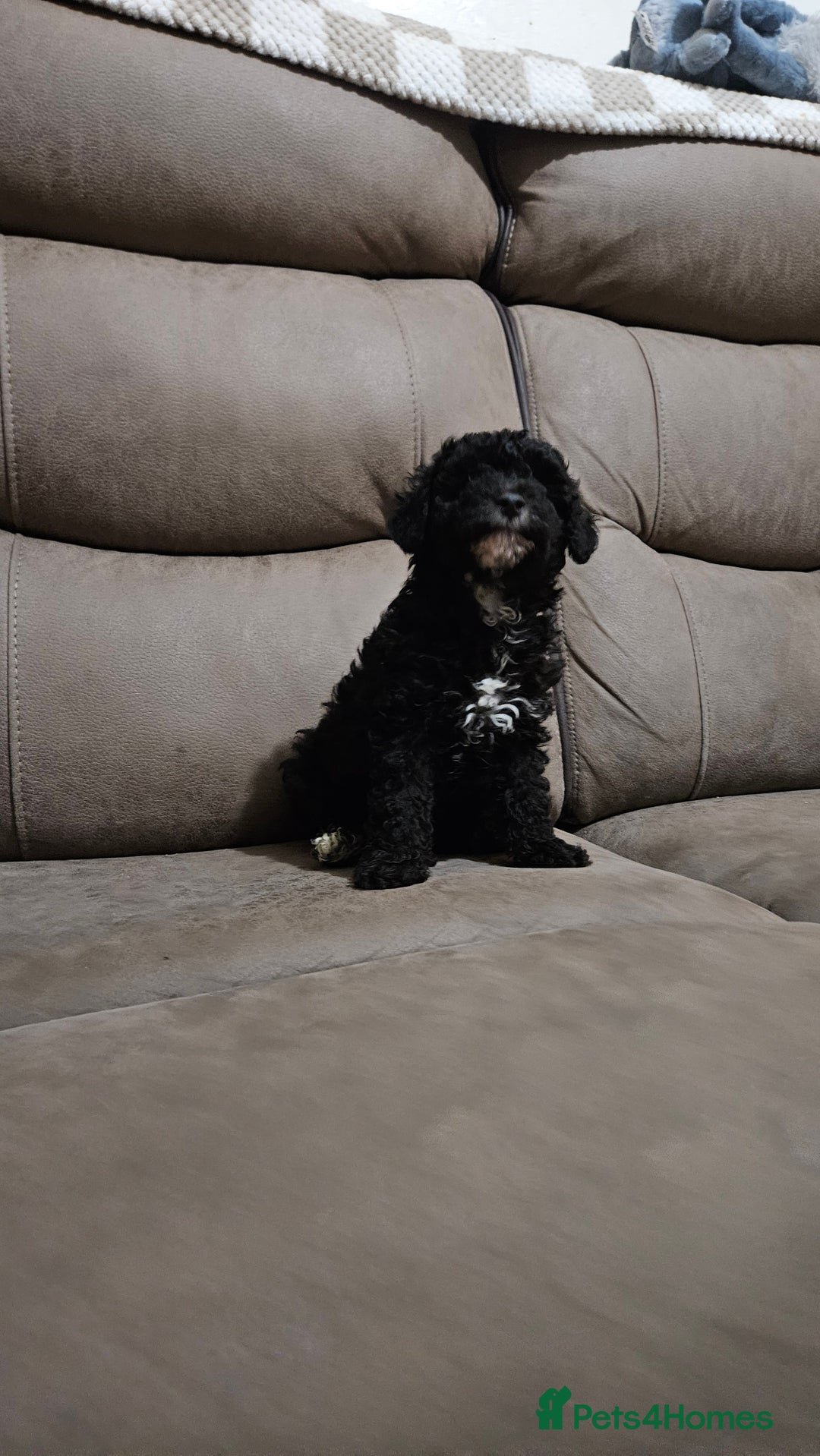 Toy Poodle dogs for sale: Merle toy poodle puppys available now  - Image 16