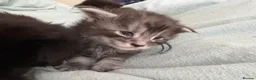 Maine Coon cats for sale: Tica registered Adorable Mainecoon Kittens - Advert 12