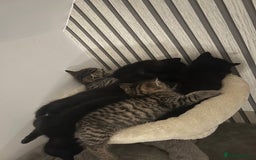 British Shorthair cats for sale: 🐾✨British Shorthair × Silver Tabby Kittens✨🐾 - Image 8