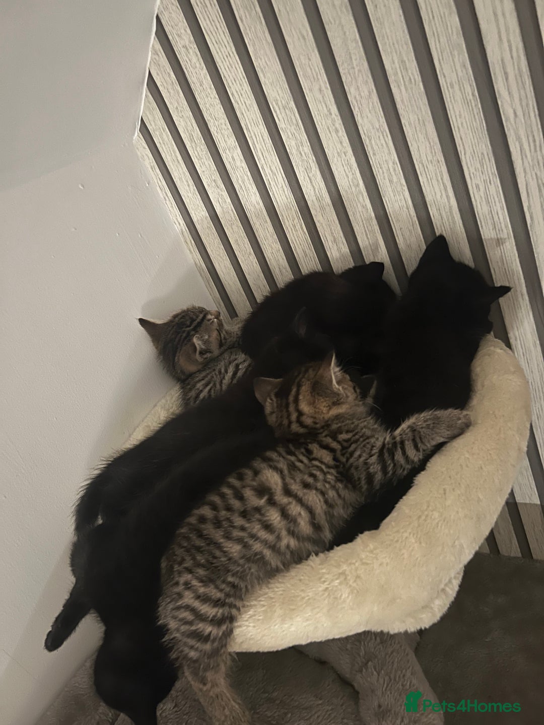 British Shorthair cats for sale: 🐾✨British Shorthair × Silver Tabby Kittens✨🐾 - Image 8