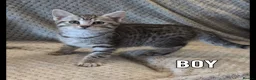 Mixed Breed cats for sale: Kittens for sale - Advert 9