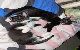 Mixed Breed cats for sale: Beautiful kitten ready to go!!😸 - Image 5