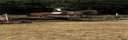 Connemara horses for sale: Safe pc pony / show or cracking alrounder - Advert 10