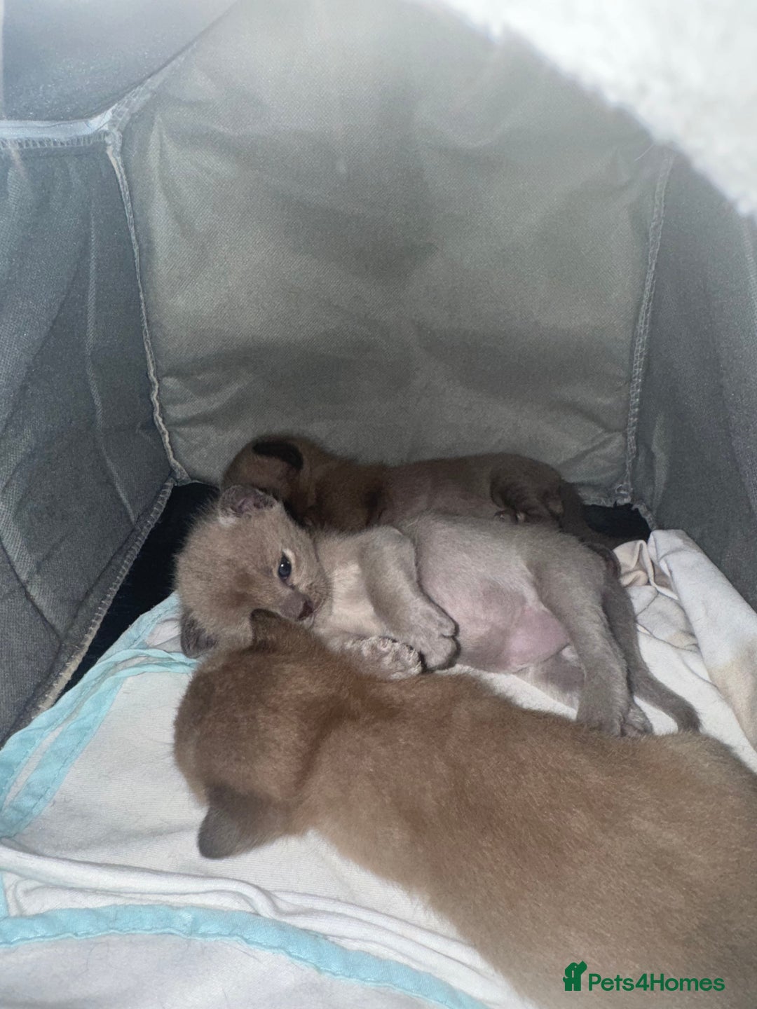 Burmese cats for sale: Burmese Kittens - Advert 7
