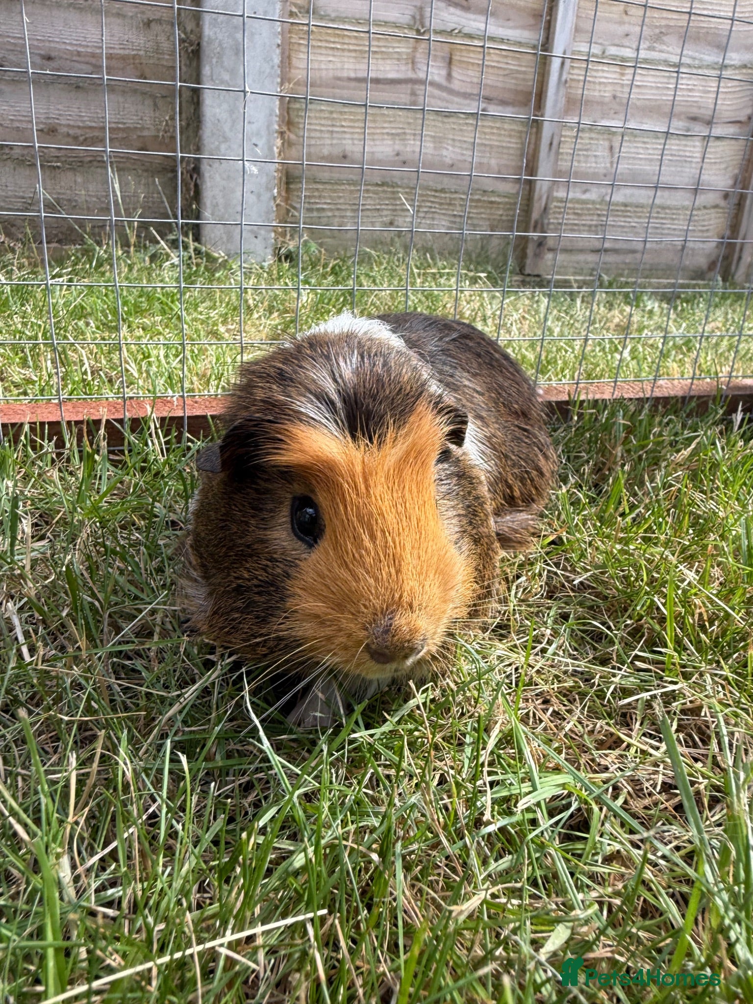 Guinea Pig rodents Baby Guinea pigs  - Advert 1