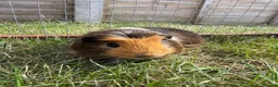Guinea Pig rodents for sale: Baby Guinea pigs  - Advert 1