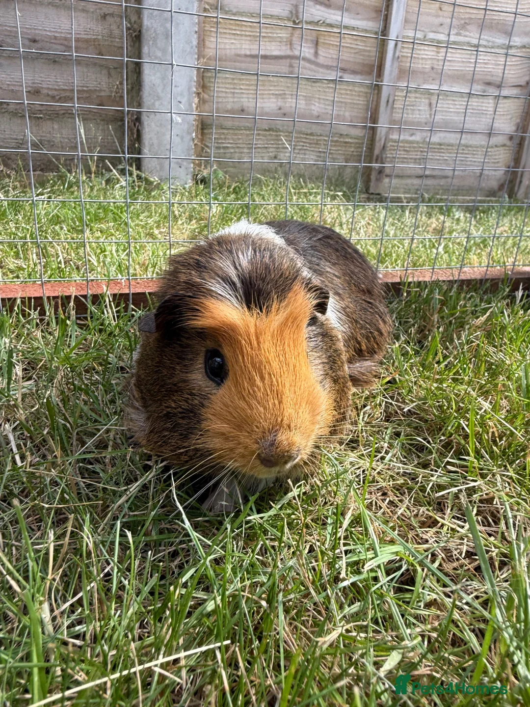 Guinea Pig rodents for sale: Baby Guinea pigs  - Advert 1