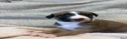 Mixed Breed dogs for sale: Whippet x lurcher pups - Advert 26