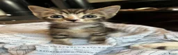 Mixed Breed cats for sale: Cute Kittens for sale  - Advert 1