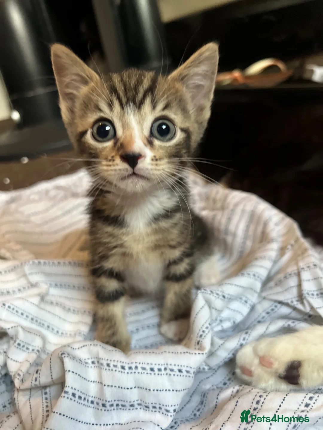 Mixed Breed cats for sale: Cute Kittens for sale  - Advert 1