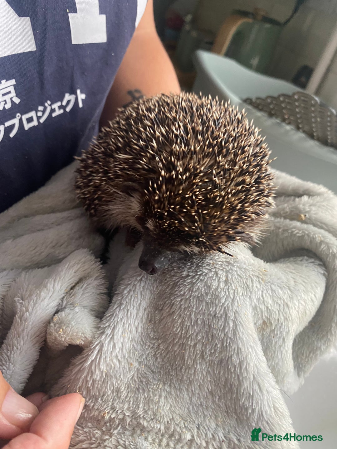 Pygmy Hedgehog rodents for sale: 2x female and 1x male hedgehogs  - Image 14