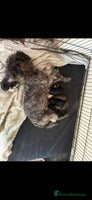 Miniature Poodle dogs - Advert 1