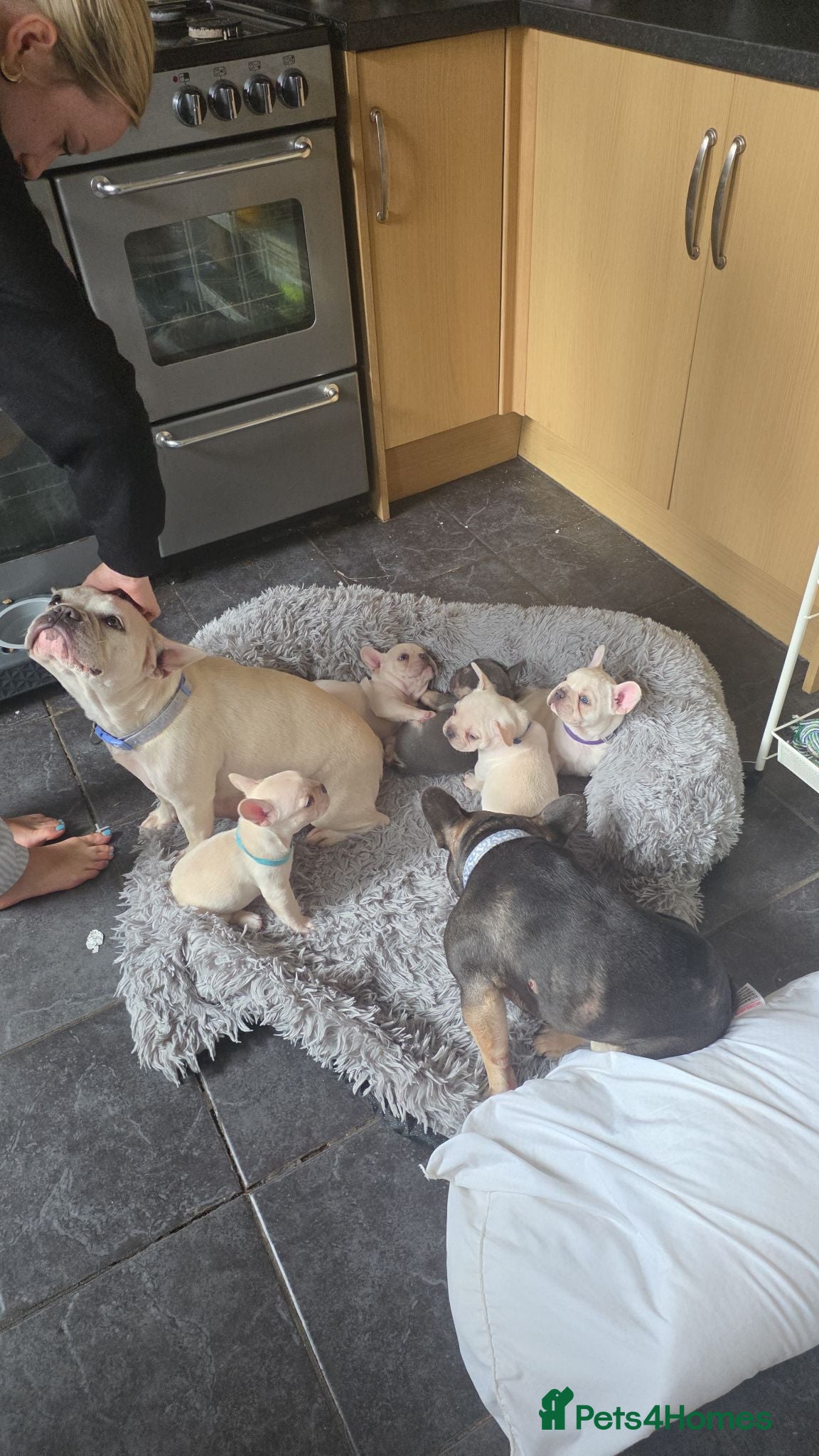 French Bulldog dogs French Bulldog puppies  - Advert 1