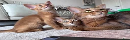 Somali cats for sale: Somali kittens available 😻 in Lincoln - Advert 14