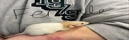 Rat rodents for sale: Baby rats - Advert 8