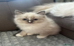 Ragdoll cats for sale: 😻 Beautiful Ragdoll Kittens😻 - Advert 17