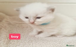 Ragdoll cats for sale: Pure ragdoll kitten for reservation now - Image 7