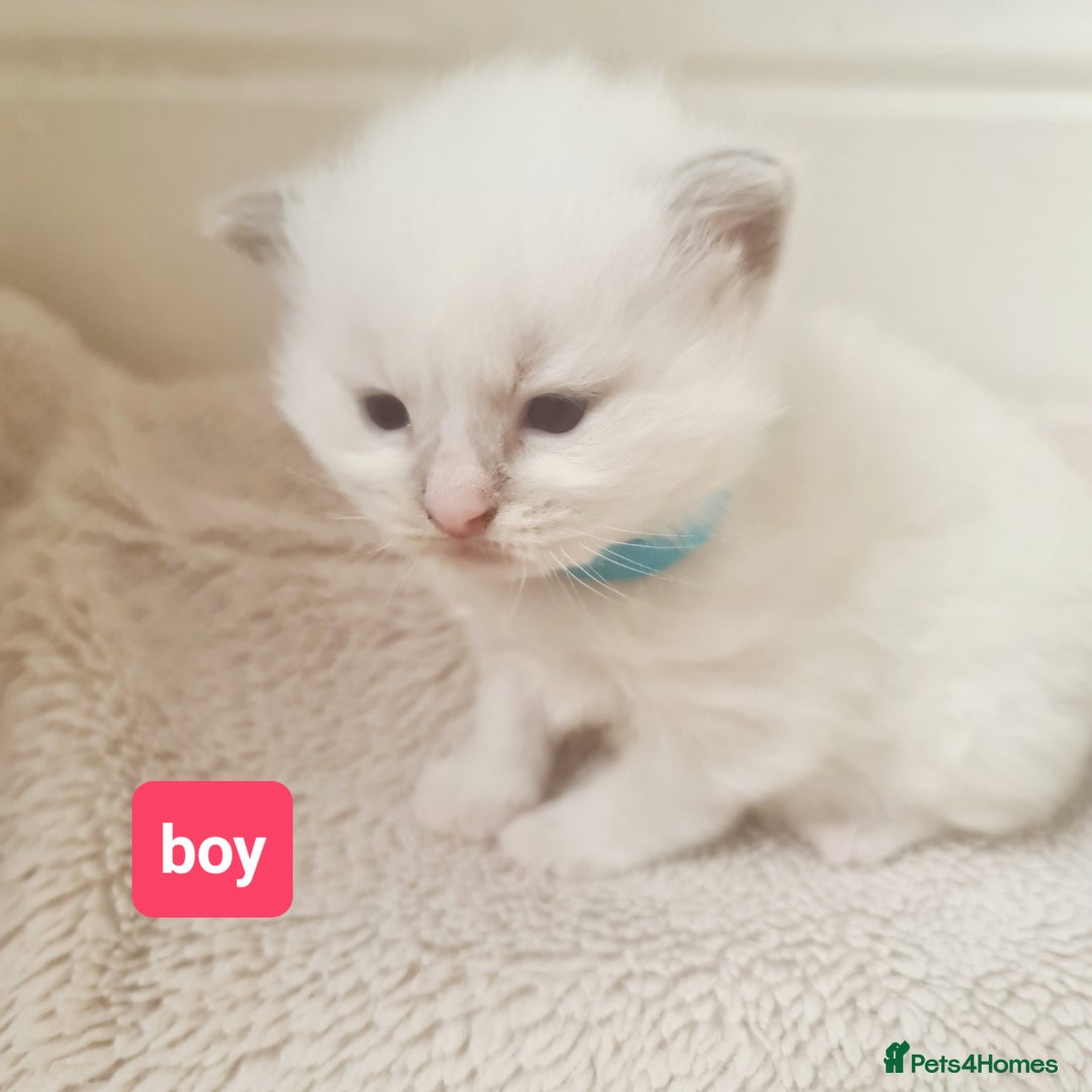 Ragdoll cats for sale: Pure ragdoll kitten for reservation now - Image 7
