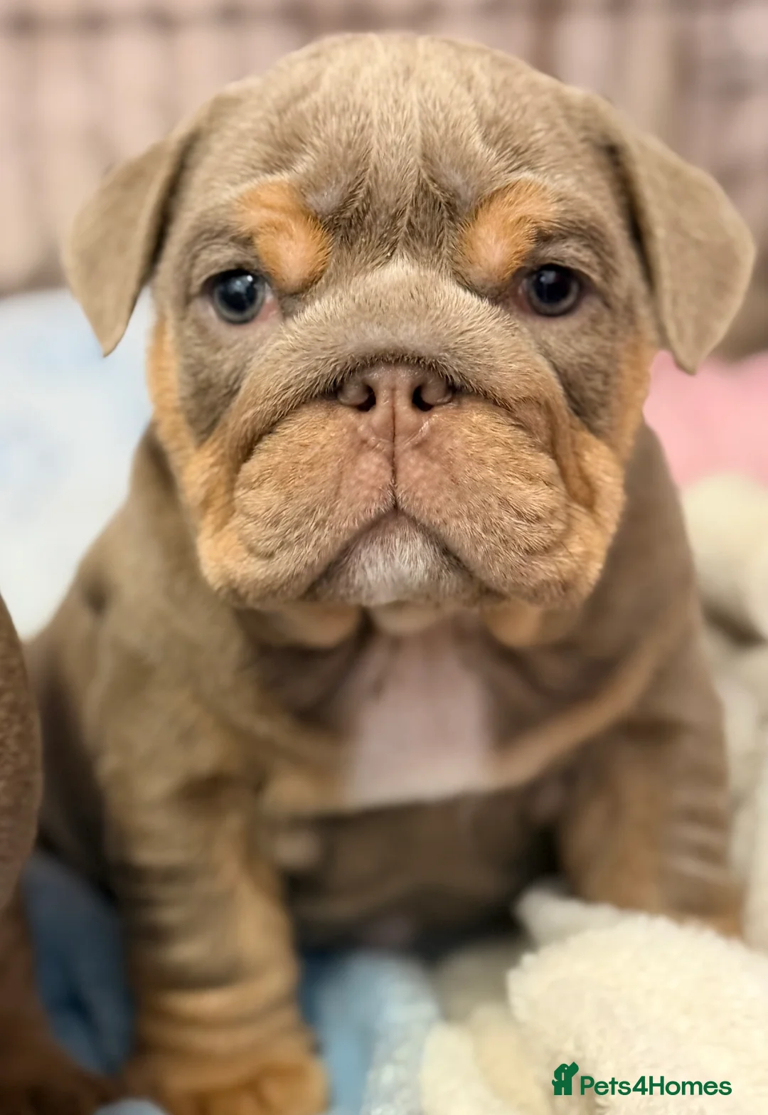 English Bulldog dogs for sale: Stunning kc English bulldog puppies, Ready now!!! - Advert 9