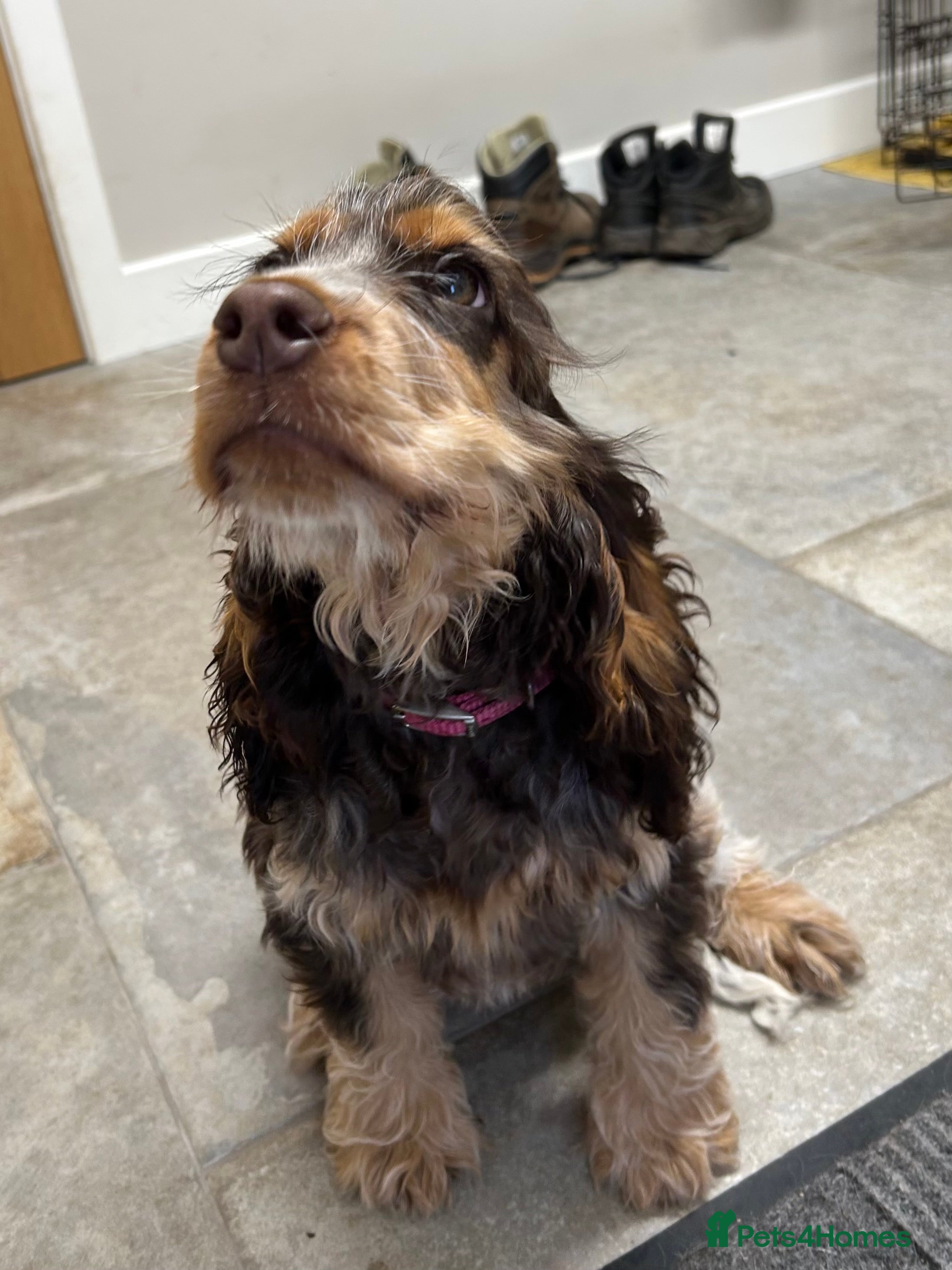 Cocker Spaniel dogs Show Cocker Girl pup - fantastic pedigree  - Advert 9